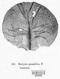 Botrytis tulipae image